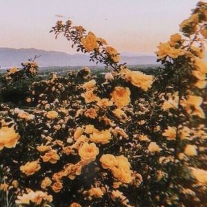 Meet your Posher, Sophia